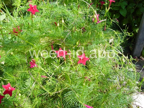 morningglory, cypressvine